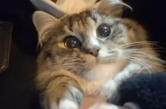 Найдена кошка, Казань, фото: Кошка найдена: Интернациональная, Казань