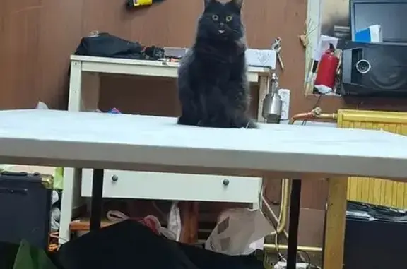 Потерянные животные Люберцы, фото: Пропала кошка Ляля, Инициативная 1Б