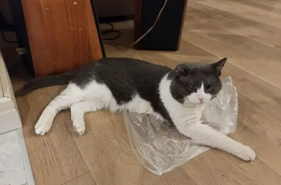 Пропала кошка, Сосновая 133, Химки