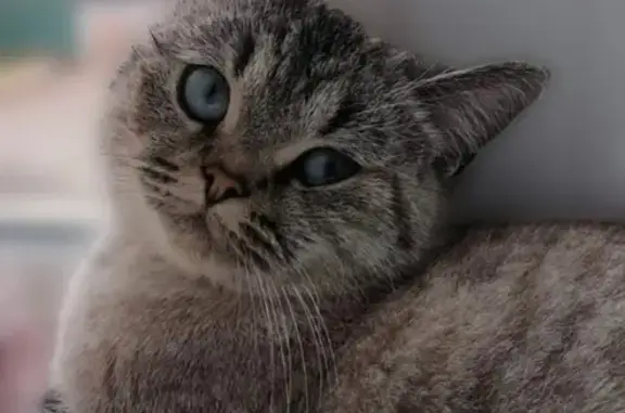 Кошки потеряшки, Тульская область, фото: Потеряшка кошка, Ефремов, Тульская обл.