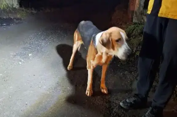 Найдена собака, , фото: Найдены 2 собаки, Центральная ул, 5В