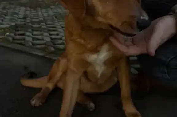 Найдена собака, Смоленск, фото: Найдена собака у пр-т Гагарина, 43В, 47