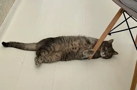 Пропала кошка, Московская 35, Тамбов