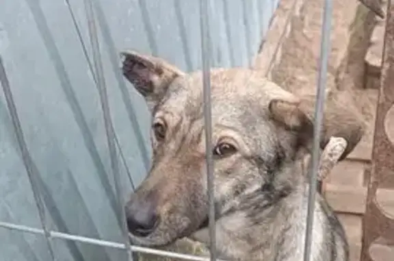 Найдена собака, Воронеж, фото: Собака найдена: Багряная 14В, Воронеж