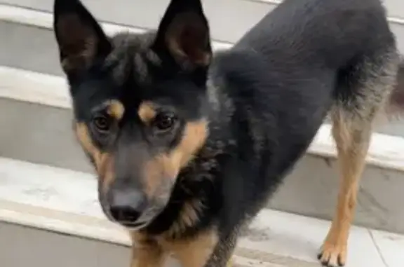 Найдена собака, , фото: Найдена собака, Черкасская ул., Тверь