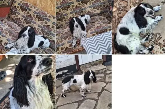 Пропала собака на Переездной улице, Гуково