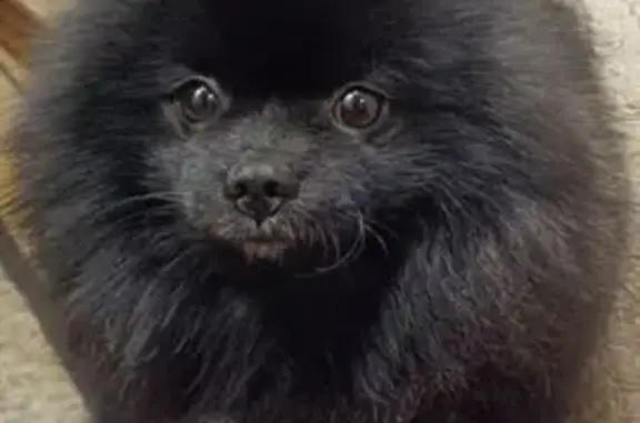 Собаки потеряшки, Москва, фото: Потеряшка собака, Братеевская Слободка