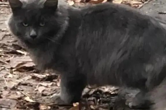 Найдена кошка, Москва, фото: Найдена кошка, Перовская ул. 42 к2, Москва