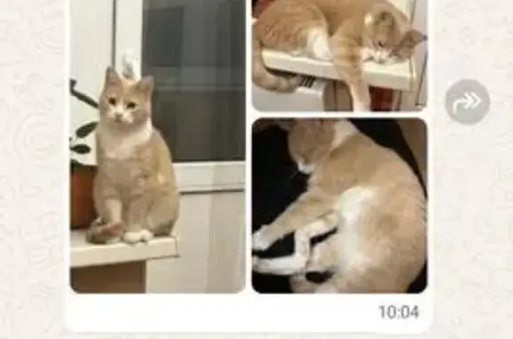 Кошки потеряшки, Сергиев Посад, фото: Потеряшка кошка, пр. Красной Армии, 238