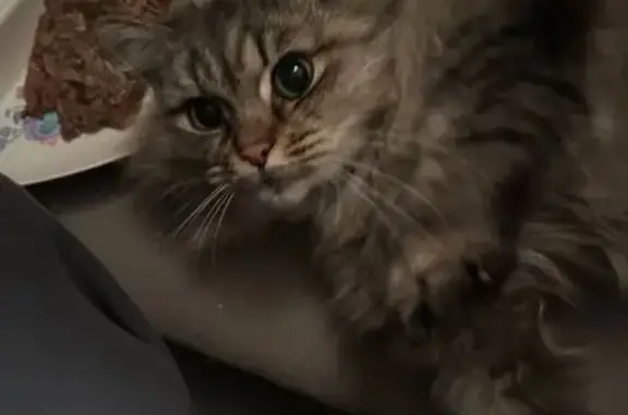 Найдена кошка, Калининград, фото: Кот найден: ул. Беланова, 3, Калининград