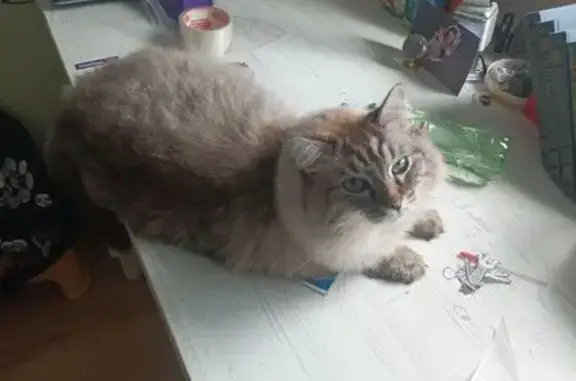 Пропала кошка, Песоченская ул., Рязань