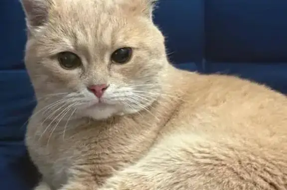 Найдена кошка, Москва, фото: Кошка найдена: проспект Мира, Москва