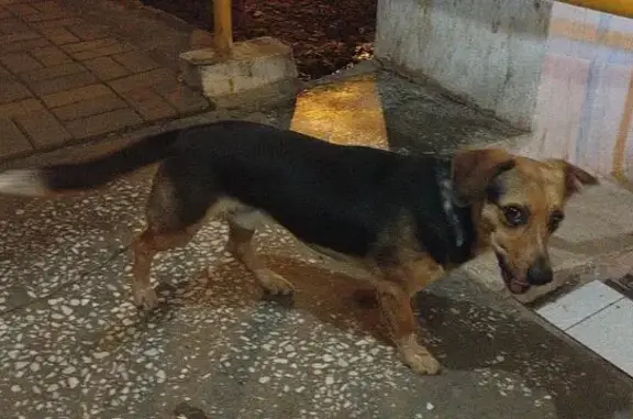 Найдена собака, Волжский, фото: Собака найдена: ул. 40 лет Победы, 21