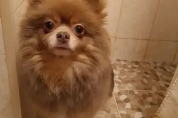 Собаки потеряшки, Астраханская область, фото: Потеряшка собака, Астрахань, обл.