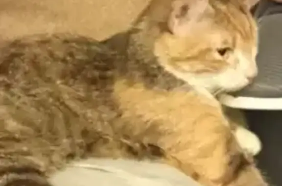 Найдена кошка, Электросталь, фото: Кошка найдена: Трудовая ул, 26А, Электросталь