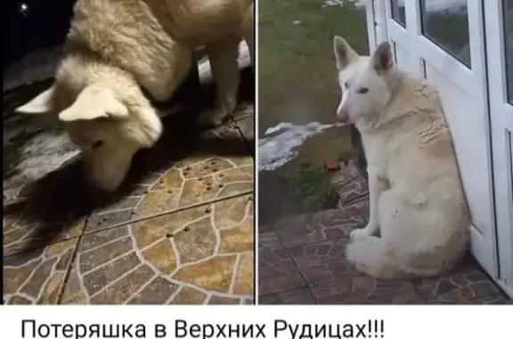Найдена собака, Ленинградская область, фото: Собака найдена: Лопухинское с/п, Ленобласть
