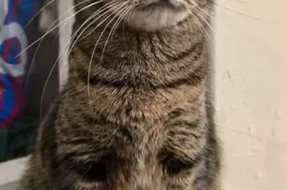 Найдена кошка, Санкт-Петербург, фото: Кошка найдена: Б. Пушкарская 26, СПб