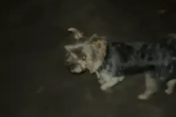 Найдена собака, Калининград, фото: Собака найдена: Советский пр., 132, Калининград