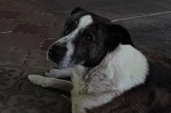 Пропала собака, Железнодорожная 8, Нальчик