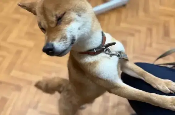 Найдена собака, , фото: Сиба Ину найдена: Фрязино, Товарная