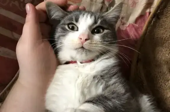 Пропала кошка, ул. Гаражная 78, Краснодар