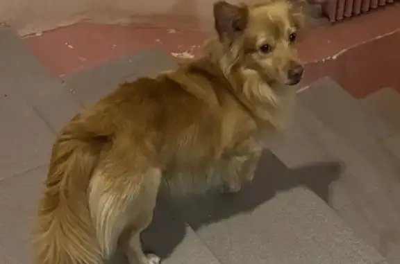 Найдена собака, Волжский, фото: Собака найдена: ул. 40 лет Победы, 62