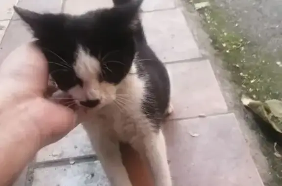 Найдена кошка, Владикавказ, фото: Кошка найдена: Дзержинского 55А, Владикавказ