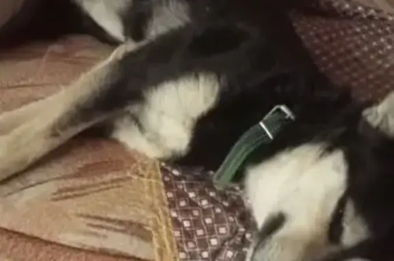 Собаки потеряшки, , фото: Потеряшка собака, Семёновское, МО