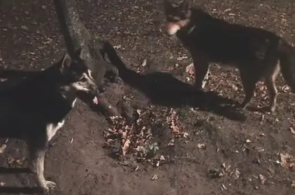 Пропали собаки на Аверьянова 14, Ульяновск