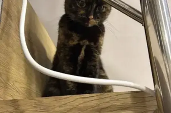 Найдена кошка, Эстосадок, фото: Кошка найдена у Казино Сочи, Эстонская 51