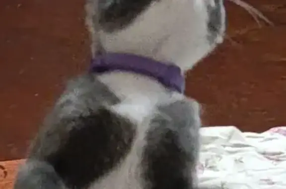 Кошки потеряшки, Коломна, фото: Потеряшка кошка, ул. Малышева 17, Коломна