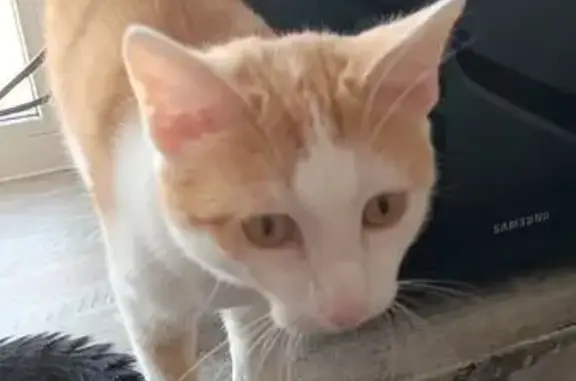 Пропала кошка Вася — Новосёлово, Целинный