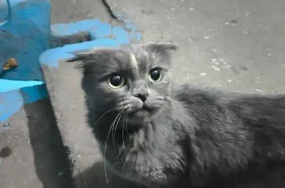 Найдена кошка, Уфа, фото: Кошка найдена, Кольцевая ул. 170, Уфа