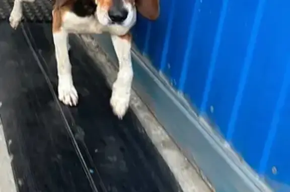 Найдена собака, Ростовская область, фото: Найдена собака в Красном Сулине, Ростовская область