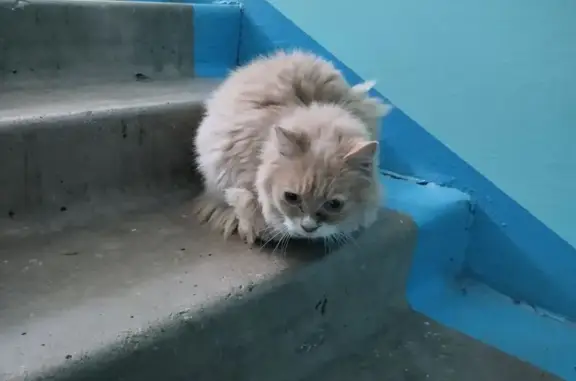 Найденные животные Артём, фото: Персиковый кот найден на Заречной 9/2