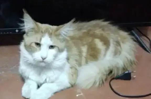 Кошки потеряшки, Белогорск, фото: Потеряшка кошка, ул. Р. Люксембург, 20, Белогорск