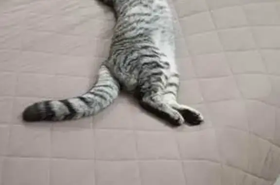 Кошки потеряшки, Астрахань, фото: Потеряшка кошка, ул. Щукина, Астрахань