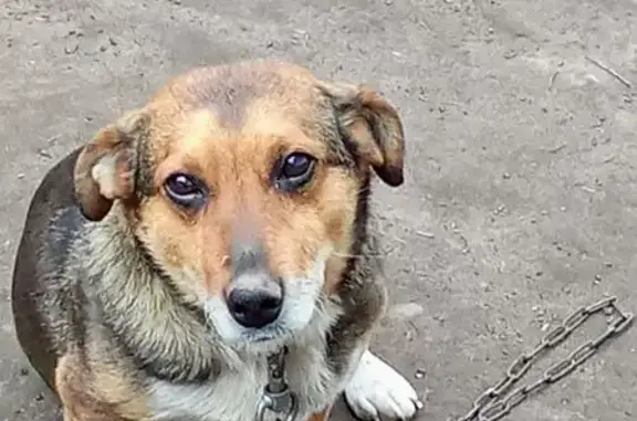 Пропала собака, Южная ул. 30, Мамонтово