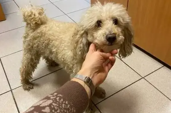 Найденные животные Новокузнецк, фото: Собака найдена: пр. Металлургов, 20, Новокузнецк