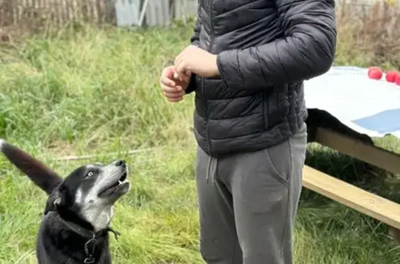 Пропала собака, Альметьевская 3, Казань