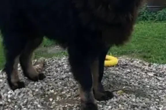 Пропала собака, Загородное ш., Иваново