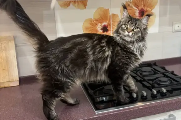 Пропала глухая кошка, Чеблоково МО