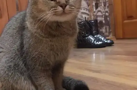 Пропала кошка, Ленинградская 4, Брянск