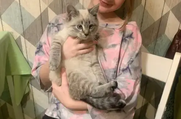 Найдена кошка, , фото: Кошка найдена: Измаильская ул., 5