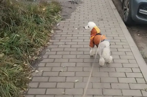 Собаки потеряшки, Набережные Челны, фото: Потеряшка белый пудель, ул. Раскольникова