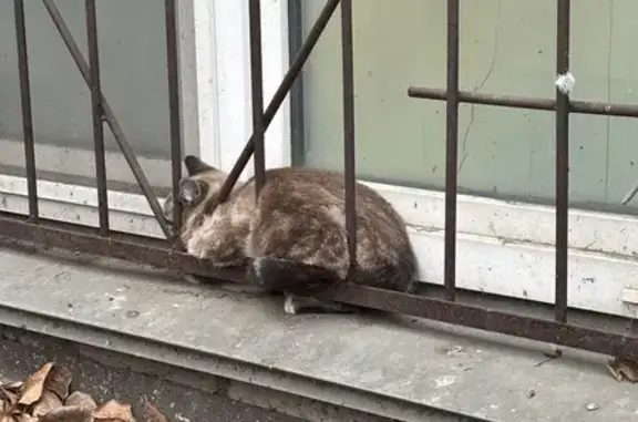 Найдена кошка, Челябинск, фото: Кошка найдена, пр. Ленина 71, Челябинск