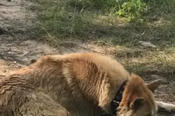 Пропала лайка, Шатровая ул., Екатеринбург