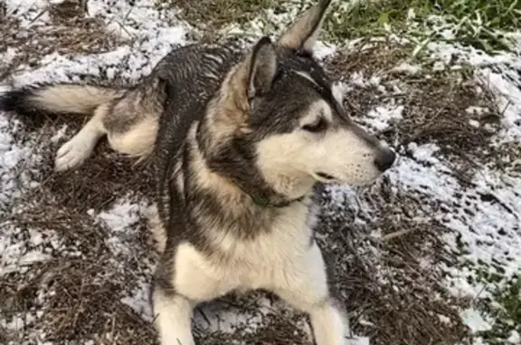 Пропала собака, ул. Ломоносова, 31, Гагарин