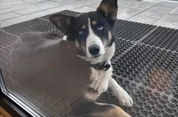 Найдена собака, , фото: Собака найдена: Бол. Радищевская, Пенза