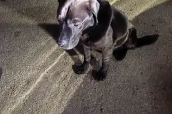 Найдена собака, Воронежская область, фото: Собака найдена: Воронежская обл.